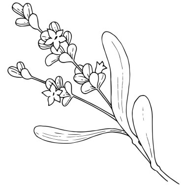 Lavanta çiçeği izole bir vektör tarzı. Bitki tam adı: lavanta. Arka plan, doku, sarıcı desen, çerçeve veya kenarlık için vektör çiçek.