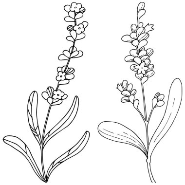 Lavanta çiçeği izole bir vektör tarzı. Bitki tam adı: lavanta. Arka plan, doku, sarıcı desen, çerçeve veya kenarlık için vektör çiçek.