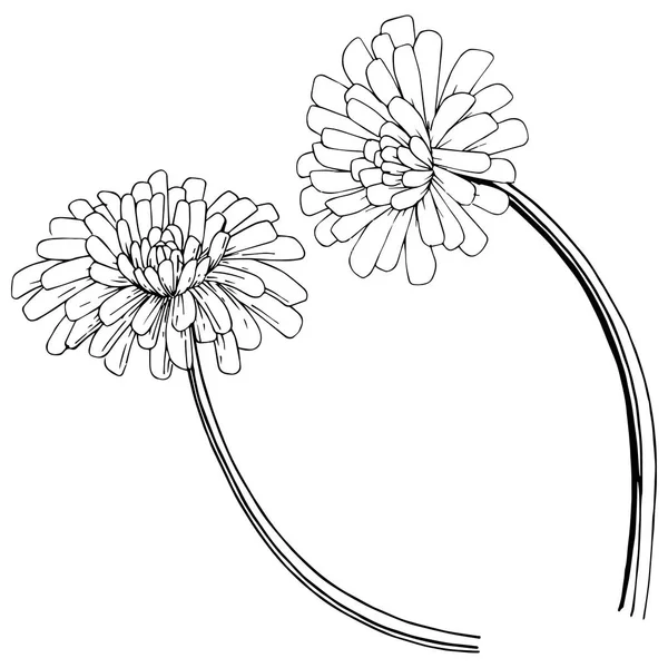 Karahindiba izole bir vektör tarzı. Bitki tam adı: karahindiba. Arka plan, doku, sarıcı desen, çerçeve veya kenarlık için vektör çiçek.