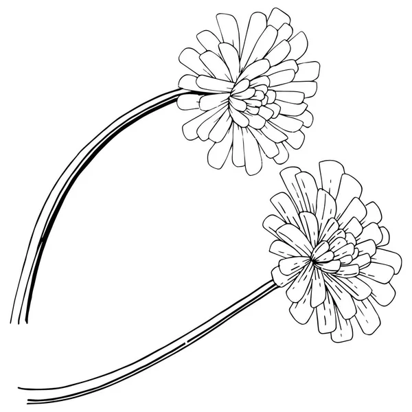 Karahindiba izole bir vektör tarzı. Bitki tam adı: karahindiba. Arka plan, doku, sarıcı desen, çerçeve veya kenarlık için vektör çiçek.