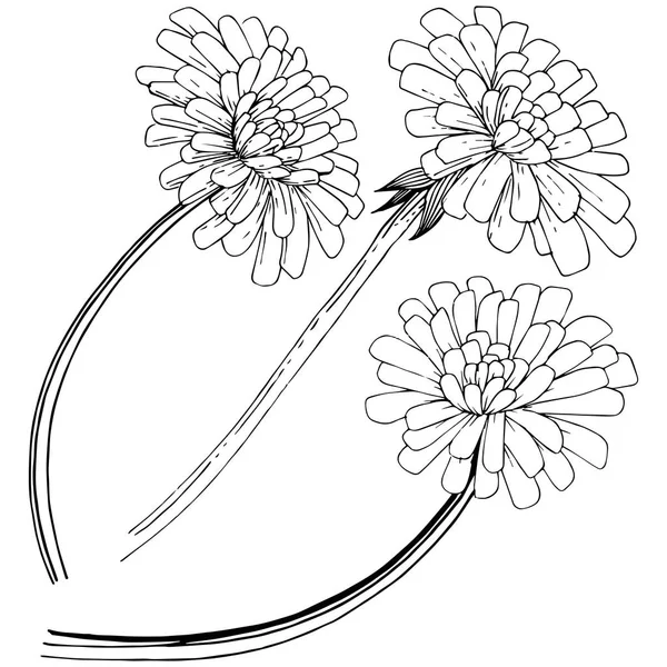 Karahindiba izole bir vektör tarzı. Bitki tam adı: karahindiba. Arka plan, doku, sarıcı desen, çerçeve veya kenarlık için vektör çiçek.