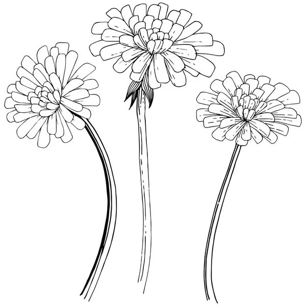 Karahindiba izole bir vektör tarzı. Bitki tam adı: karahindiba. Arka plan, doku, sarıcı desen, çerçeve veya kenarlık için vektör çiçek.