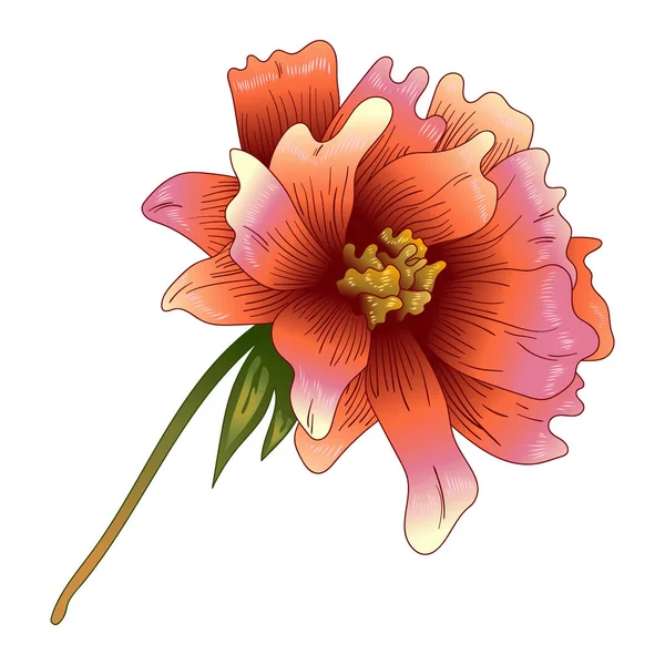 Pembe şakayık çiçeği izole bir vektör tarzı. Bitki tam adı: şakayık. Arka plan, doku, sarıcı desen, çerçeve veya kenarlık için vektör çiçek.