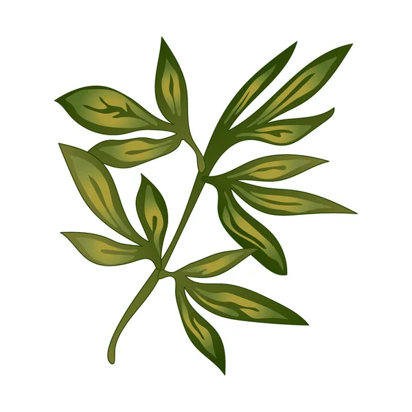 Flor Hoja Peonía Estilo Vectorial Aislado Nombre Completo Planta Peony — Vector de stock