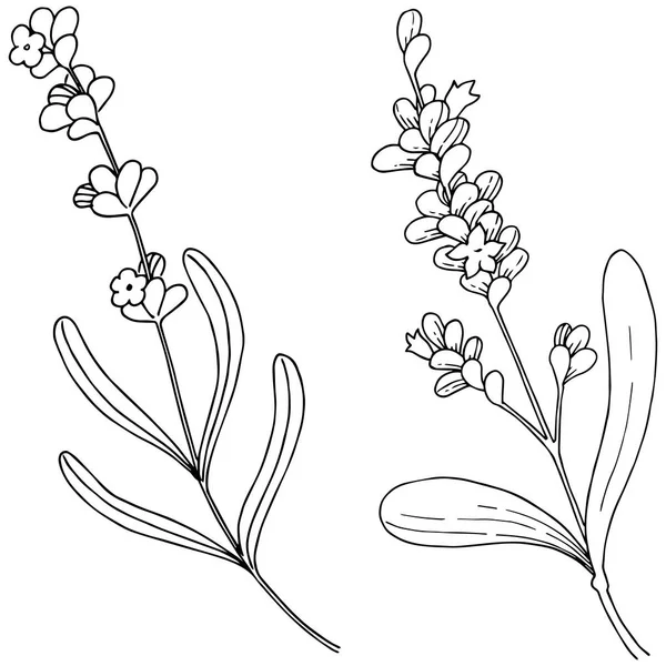 Lavanta çiçeği izole bir vektör tarzı. Bitki tam adı: lavanta. Arka plan, doku, sarıcı desen, çerçeve veya kenarlık için vektör çiçek.