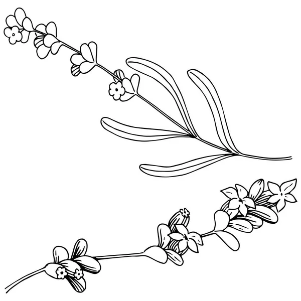 Лавандовый Цветок Векторном Стиле Изолирован Полное Название Растения Лаванда Векторный — стоковый вектор