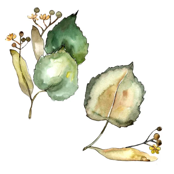 Linden izole bir suluboya tarzında bırakır. Aquarelle yaprak için arka plan, doku, sarıcı desen, çerçeve veya kenarlık.