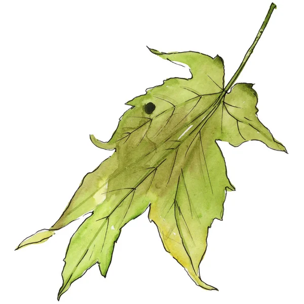 Φύλλα Σφενδάμου Στυλ Υδροχρώματος Απομονωμένη Φύλλα Ακουαρέλας Για Φόντο Υφή — Φωτογραφία Αρχείου