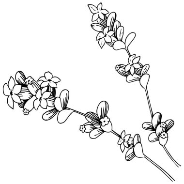 Lavanta çiçeği izole bir vektör tarzı. Bitki tam adı: lavanta. Arka plan, doku, sarıcı desen, çerçeve veya kenarlık için vektör çiçek.