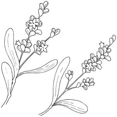 Lavanta çiçeği izole bir vektör tarzı. Bitki tam adı: lavanta. Arka plan, doku, sarıcı desen, çerçeve veya kenarlık için vektör çiçek.