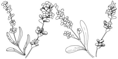 Lavanta çiçeği izole bir vektör tarzı. Bitki tam adı: lavanta. Arka plan, doku, sarıcı desen, çerçeve veya kenarlık için vektör çiçek.