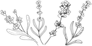 Lavanta çiçeği izole bir vektör tarzı. Bitki tam adı: lavanta. Arka plan, doku, sarıcı desen, çerçeve veya kenarlık için vektör çiçek.