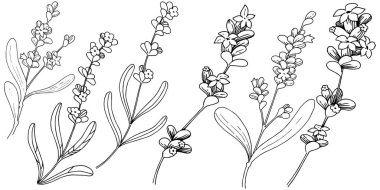 Lavanta çiçeği izole bir vektör tarzı. Bitki tam adı: lavanta. Arka plan, doku, sarıcı desen, çerçeve veya kenarlık için vektör çiçek.