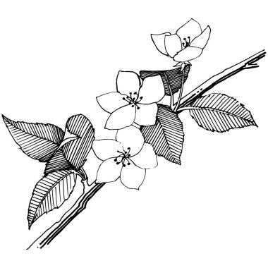 Elma ağacı izole bir vektör tarzı. Bitki tam adı: elma ağacı. Arka plan, doku, sarıcı desen, çerçeve veya kenarlık için vektör çiçek.