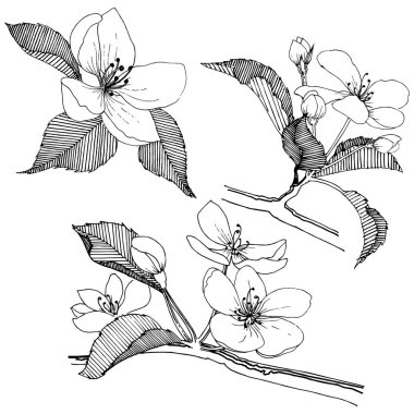 Elma ağacı izole bir vektör tarzı. Bitki tam adı: elma ağacı. Arka plan, doku, sarıcı desen, çerçeve veya kenarlık için vektör çiçek.