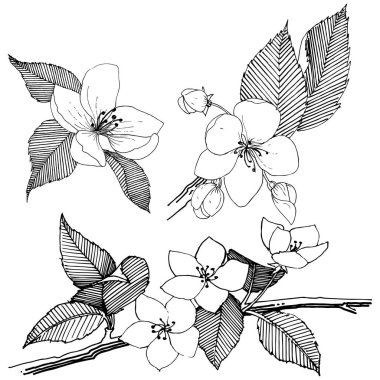 Elma ağacı izole bir vektör tarzı. Bitki tam adı: elma ağacı. Arka plan, doku, sarıcı desen, çerçeve veya kenarlık için vektör çiçek.