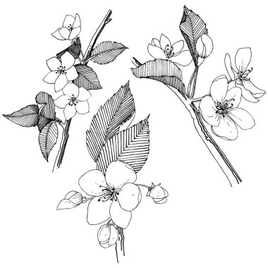 Elma ağacı izole bir vektör tarzı. Bitki tam adı: elma ağacı. Arka plan, doku, sarıcı desen, çerçeve veya kenarlık için vektör çiçek.