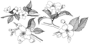 Elma ağacı izole bir vektör tarzı. Bitki tam adı: elma ağacı. Arka plan, doku, sarıcı desen, çerçeve veya kenarlık için vektör çiçek.