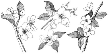 Elma ağacı izole bir vektör tarzı. Bitki tam adı: elma ağacı. Arka plan, doku, sarıcı desen, çerçeve veya kenarlık için vektör çiçek.