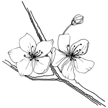 Sakura kır çiçeği izole bir vektör tarzı. Bitki tam adı: sakura. Arka plan, doku, sarıcı desen, çerçeve veya kenarlık için vektör çiçek.
