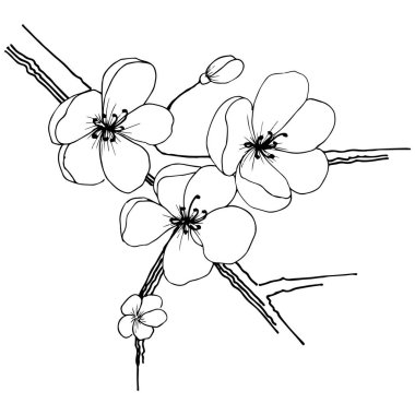 Sakura kır çiçeği izole bir vektör tarzı. Bitki tam adı: sakura. Arka plan, doku, sarıcı desen, çerçeve veya kenarlık için vektör çiçek.