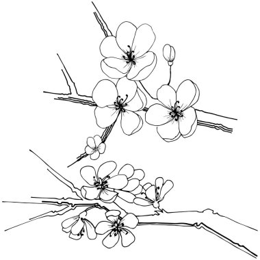 Sakura kır çiçeği izole bir vektör tarzı. Bitki tam adı: sakura. Arka plan, doku, sarıcı desen, çerçeve veya kenarlık için vektör çiçek.