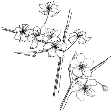 Sakura kır çiçeği izole bir vektör tarzı. Bitki tam adı: sakura. Arka plan, doku, sarıcı desen, çerçeve veya kenarlık için vektör çiçek.