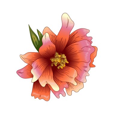 Pembe şakayık çiçeği izole bir vektör tarzı. Bitki tam adı: şakayık. Arka plan, doku, sarıcı desen, çerçeve veya kenarlık için vektör çiçek.