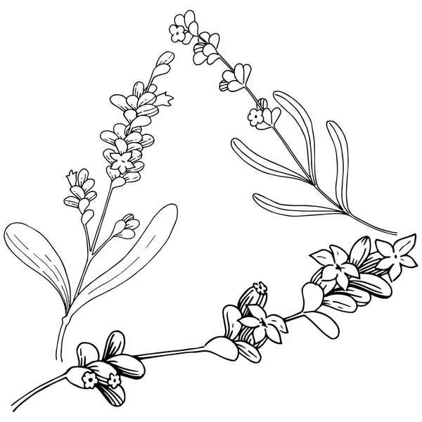Lavanta çiçeği izole bir vektör tarzı. Bitki tam adı: lavanta. Arka plan, doku, sarıcı desen, çerçeve veya kenarlık için vektör çiçek.