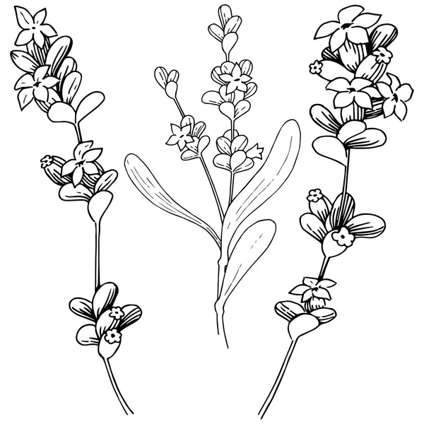 Lavanta çiçeği izole bir vektör tarzı. Bitki tam adı: lavanta. Arka plan, doku, sarıcı desen, çerçeve veya kenarlık için vektör çiçek.