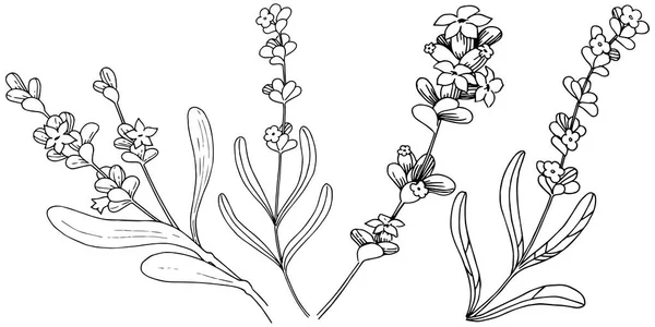 스타일에 라벤더 꽃입니다 식물의 라벤더 프레임 테두리에 — 스톡 벡터