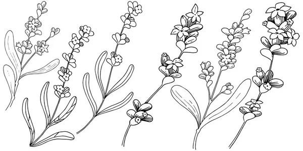 Lavanta çiçeği izole bir vektör tarzı. Bitki tam adı: lavanta. Arka plan, doku, sarıcı desen, çerçeve veya kenarlık için vektör çiçek.