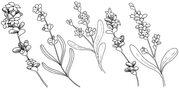 Lavanta çiçeği izole bir vektör tarzı. Bitki tam adı: lavanta. Arka plan, doku, sarıcı desen, çerçeve veya kenarlık için vektör çiçek.