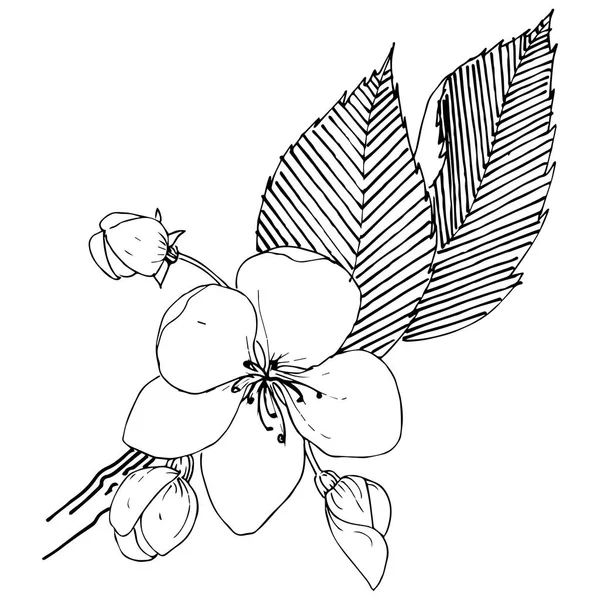 Elma ağacı izole bir vektör tarzı. Bitki tam adı: elma ağacı. Arka plan, doku, sarıcı desen, çerçeve veya kenarlık için vektör çiçek.