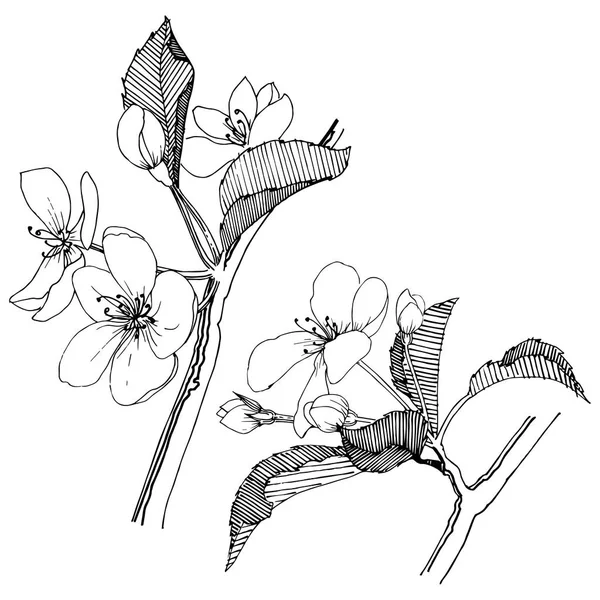 Elma ağacı izole bir vektör tarzı. Bitki tam adı: elma ağacı. Arka plan, doku, sarıcı desen, çerçeve veya kenarlık için vektör çiçek.