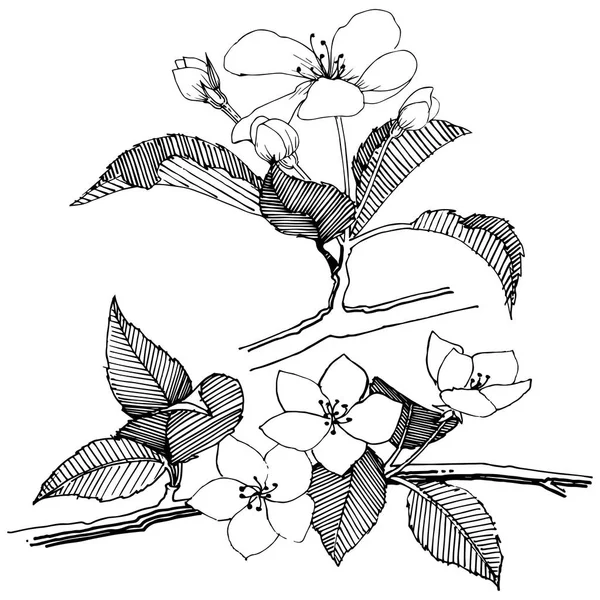 Elma ağacı izole bir vektör tarzı. Bitki tam adı: elma ağacı. Arka plan, doku, sarıcı desen, çerçeve veya kenarlık için vektör çiçek.