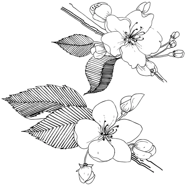 Elma ağacı izole bir vektör tarzı. Bitki tam adı: elma ağacı. Arka plan, doku, sarıcı desen, çerçeve veya kenarlık için vektör çiçek.