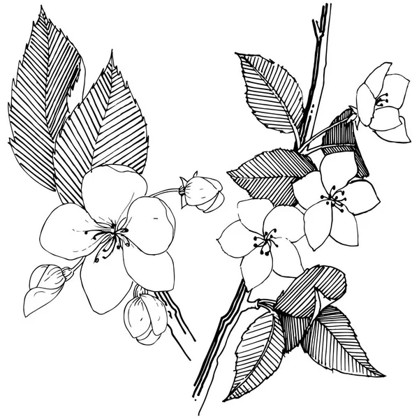 Manzano Estilo Vectorial Aislado Nombre Completo Planta Manzano Flor Vectorial — Vector de stock