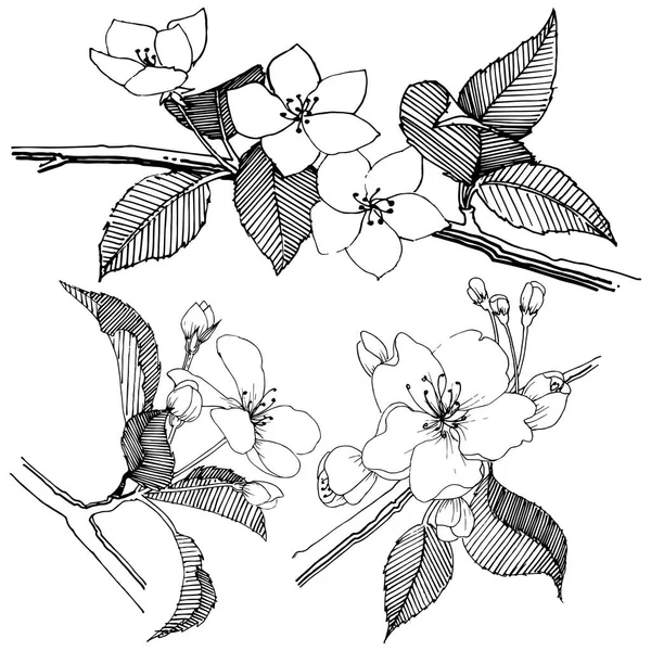 Elma ağacı izole bir vektör tarzı. Bitki tam adı: elma ağacı. Arka plan, doku, sarıcı desen, çerçeve veya kenarlık için vektör çiçek.