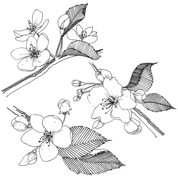 Elma ağacı izole bir vektör tarzı. Bitki tam adı: elma ağacı. Arka plan, doku, sarıcı desen, çerçeve veya kenarlık için vektör çiçek.