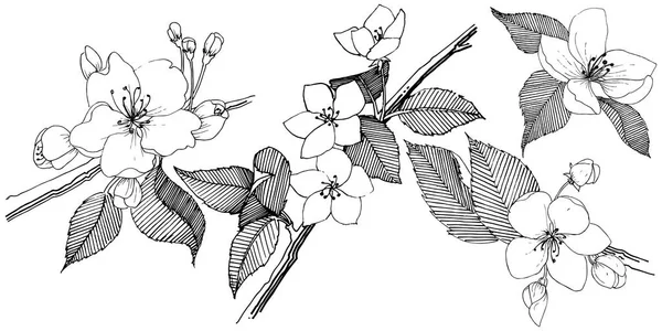 Яблоня Векторном Стиле Изолирована Полное Название Растения Яблоня Векторный Цветок — стоковый вектор