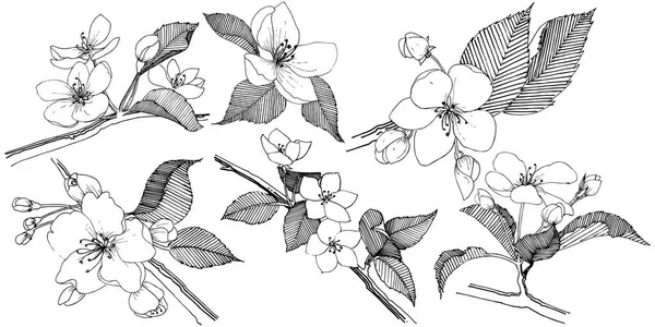 Elma ağacı izole bir vektör tarzı. Bitki tam adı: elma ağacı. Arka plan, doku, sarıcı desen, çerçeve veya kenarlık için vektör çiçek.