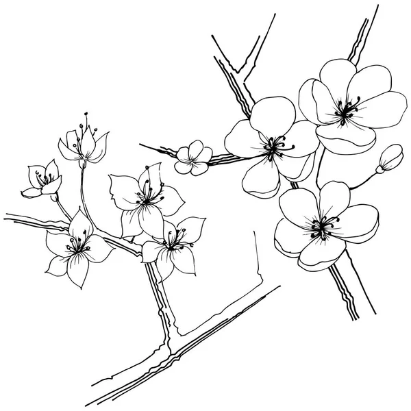 Sakura Flor Silvestre Estilo Vectorial Aislado Nombre Completo Planta Sakura — Vector de stock