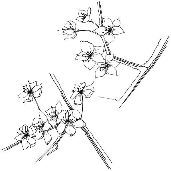 Сакура Диких Квітів Векторному Стилі Ізольовані Повна Назва Рослини Сакура — стоковий вектор