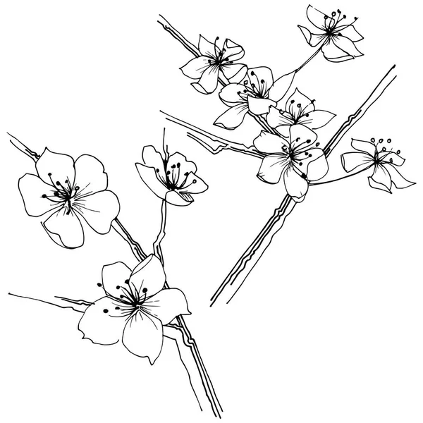 Sakura kır çiçeği izole bir vektör tarzı. Bitki tam adı: sakura. Arka plan, doku, sarıcı desen, çerçeve veya kenarlık için vektör çiçek.