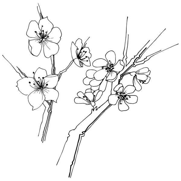 Sakura Fleurs Sauvages Dans Style Vectoriel Isolé Nom Complet Plante — Image vectorielle