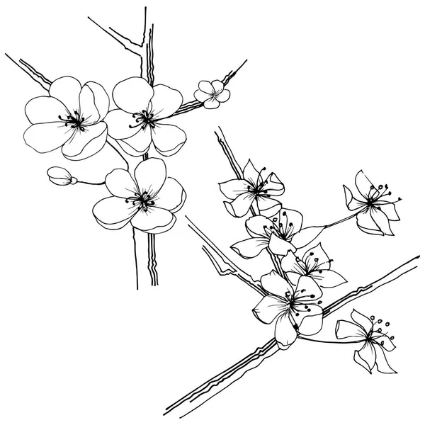 Сакура Диких Квітів Векторному Стилі Ізольовані Повна Назва Рослини Сакура — стоковий вектор