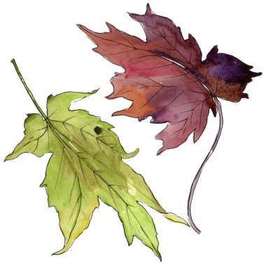 Akçaağaç yaprağı izole bir suluboya tarzında. Aquarelle yaprak için arka plan, doku, sarıcı desen, çerçeve veya kenarlık.