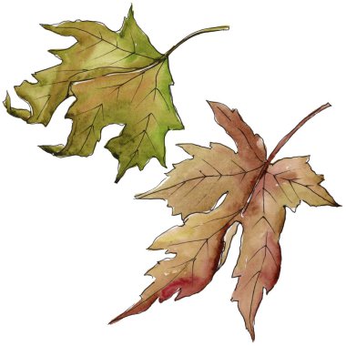 Akçaağaç yaprağı izole bir suluboya tarzında. Aquarelle yaprak için arka plan, doku, sarıcı desen, çerçeve veya kenarlık.