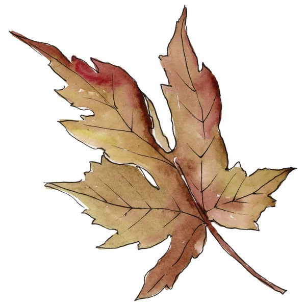 Akçaağaç yaprağı izole bir suluboya tarzında. Aquarelle yaprak için arka plan, doku, sarıcı desen, çerçeve veya kenarlık.
